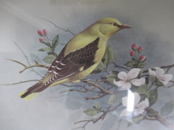 eenvoudig oud lijstje met vogelprent - Afbeelding 3